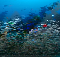 Aarhus Dive Site - Holiday Great Ocean Road