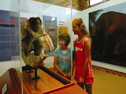 Australian Museum Diprotodon Exhibition: Closed For Building Repair July August - Holiday Great Ocean Road 0