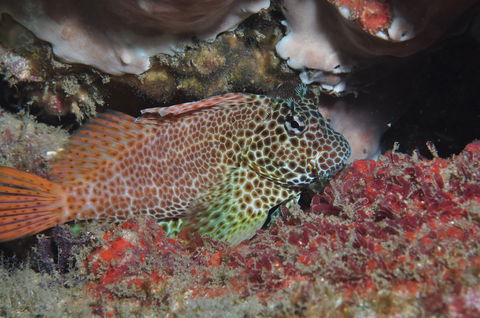Nine Mile Reef Dive Site - Holiday Great Ocean Road 0