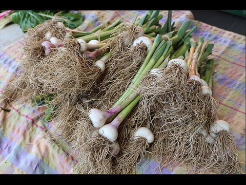 Queanbeyan Park Market - Holiday Great Ocean Road 0