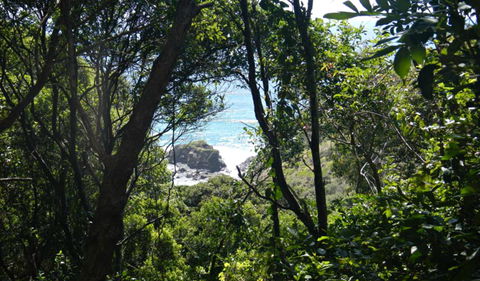 Rainforest Walking Track, Hat Head National Park - Holiday Great Ocean Road 0