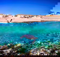 Snorkel the Ningaloo Reef - Holiday Great Ocean Road