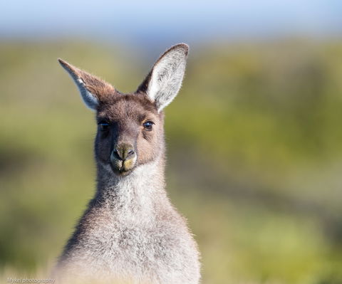 The Sole Walk At Hillocks Drive - Holiday Great Ocean Road 1