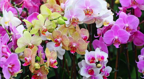 Tinonee Orchid Nursery - Holiday Great Ocean Road 0