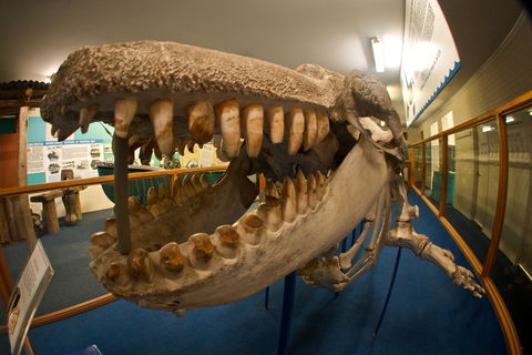 Eden Killer Whale Museum - Holiday Great Ocean Road 0