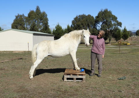 Horses Teaching Humans - Holiday Great Ocean Road 1