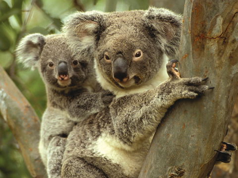 Koalas In Gunnedah - Holiday Great Ocean Road 0