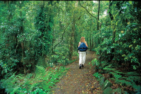Mount Cougal, Springbrook National Park - Holiday Great Ocean Road 0