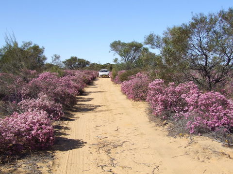 Reynoldson's Flora Reserve - Holiday Great Ocean Road 0