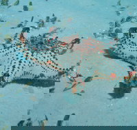 The Pines Dive Site - Holiday Great Ocean Road