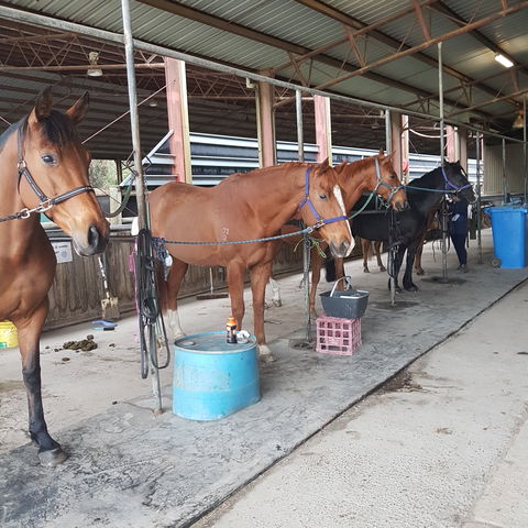 The Equine Club - Holiday Great Ocean Road 0