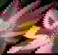 Wallis Creek Water Garden - Holiday Great Ocean Road