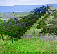 Wild Dog Barrier Fence