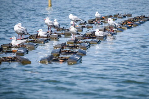 Catch A Crab Tour With Optional Seafood Lunch - Holiday Great Ocean Road 2