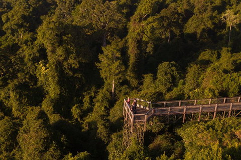 Rainforest & Waterfall Experience - Holiday Great Ocean Road 5