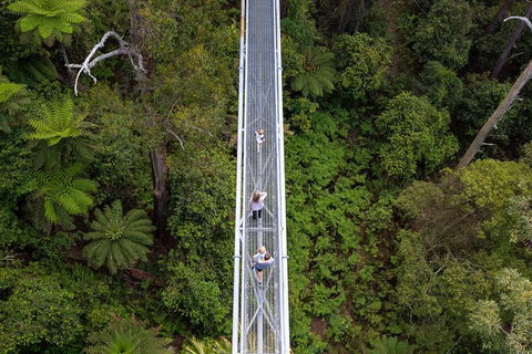 Illawarra Fly Treetop Adventures Treetop Walk Admission Ticket - Holiday Great Ocean Road 4