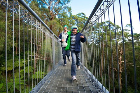 Illawarra Fly Treetop Adventures Treetop Walk Admission Ticket - Holiday Great Ocean Road 7