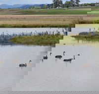 Beardy Waters Dam and Woodlands - Holiday Great Ocean Road