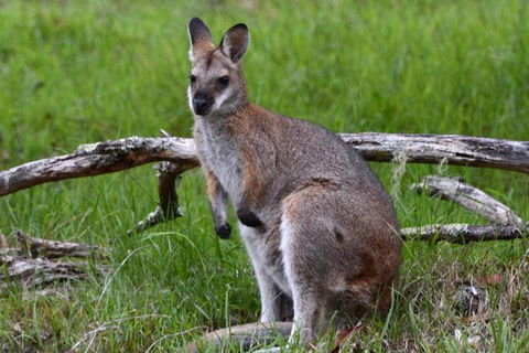 Ultimate Blue Mountains And Wildlife Tour - Holiday Great Ocean Road 2