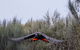 Ultimate Blue Mountains And Wildlife Tour - thumb 1