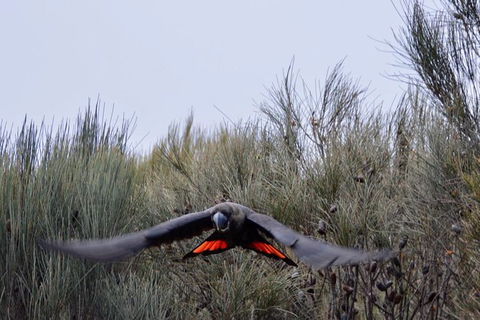 Ultimate Blue Mountains And Wildlife Tour - Holiday Great Ocean Road 1