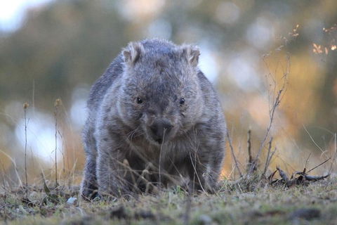 Ultimate Blue Mountains And Wildlife Tour - Holiday Great Ocean Road 3