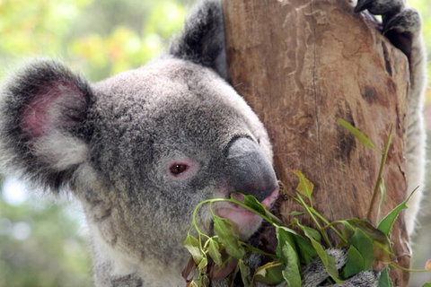 Private 10-hour Tour To Blue Mountains From Sydney - Hotel Pick Up & Drop Off - Holiday Great Ocean Road 2