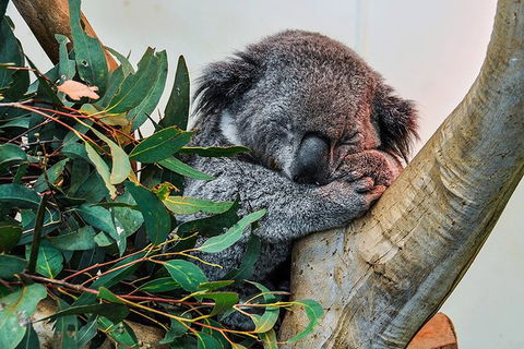 Blue Mountains Highlights, Wildlife Park And Scenic World Full Day Private Tour - Holiday Great Ocean Road 1