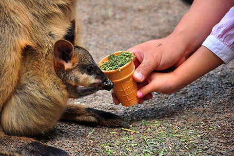 Blue Mountains Highlights, Wildlife Park And Scenic World Full Day Private Tour - Holiday Great Ocean Road 3