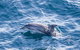 All Inclusive Dolphin And Tangalooma Wrecks Cruise - thumb 5