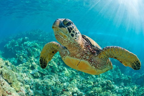 All Inclusive Dolphin And Tangalooma Wrecks Cruise - Holiday Great Ocean Road 6