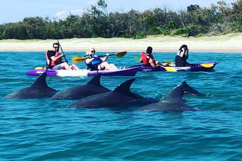Half Day Dolphin Kayaking And Snorkeling Tour - Holiday Great Ocean Road 1
