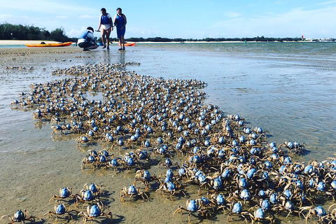 Half Day Dolphin Kayaking And Snorkeling Tour - Holiday Great Ocean Road 10