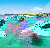 Half Day Dolphin Kayaking and Snorkeling Tour - Holiday Great Ocean Road