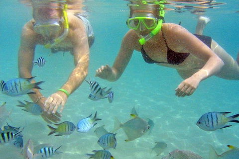 Half Day Dolphin Kayaking And Snorkeling Tour - Holiday Great Ocean Road 4