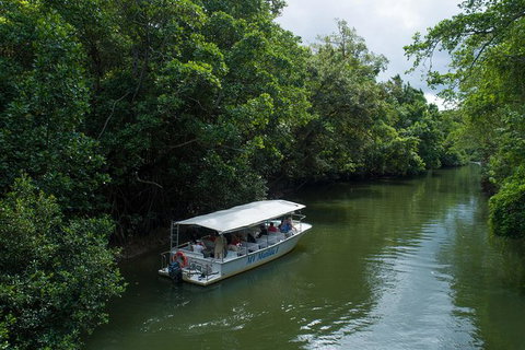 Daintree Rainforest, Cape Tribulation And Bloomfield Track Small Group Tour - Holiday Great Ocean Road 5