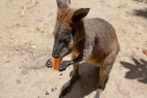 Daintree Rainforest, Cape Tribulation And Bloomfield Track Small Group Tour - Holiday Great Ocean Road 9