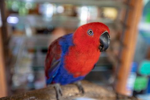 Daintree Rainforest, Cape Tribulation And Bloomfield Track Small Group Tour - Holiday Great Ocean Road 14