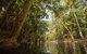Daintree Rainforest, Cape Tribulation And Bloomfield Track Small Group Tour - thumb 7