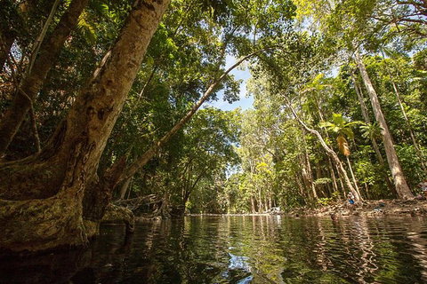Daintree Rainforest, Cape Tribulation And Bloomfield Track Small Group Tour - Holiday Great Ocean Road 7