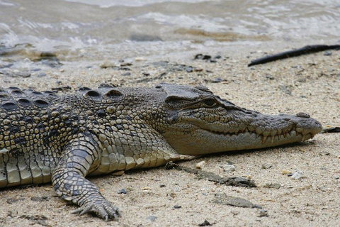 Daintree Rainforest, Cape Tribulation And Bloomfield Track Small Group Tour - Holiday Great Ocean Road 8