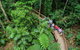 Daintree Rainforest, Cape Tribulation And Bloomfield Track Small Group Tour - thumb 0