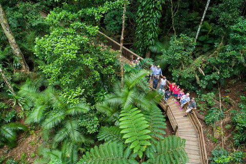 Daintree Rainforest, Cape Tribulation And Bloomfield Track Small Group Tour - Holiday Great Ocean Road 0
