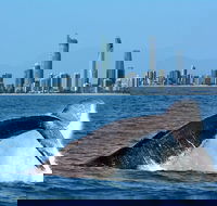Gold Coast Airport to and from Byron Bay NSW for up-to 7 ppl - Holiday Great Ocean Road