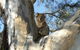 Tahbilk Winery And Wetlands Tour With Local Wine Ambassador Including Lunch, Wine Tasting And A Wine Making Class - thumb 1