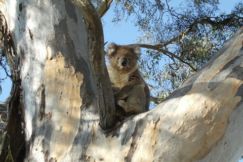 Tahbilk Winery And Wetlands Tour With Local Wine Ambassador Including Lunch, Wine Tasting And A Wine Making Class - Holiday Great Ocean Road 1