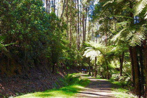 Half-Day Biking Activity From Aqueduct To California Redwoods - Holiday Great Ocean Road 2
