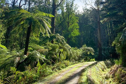 Half-Day Biking Activity From Aqueduct To California Redwoods - Holiday Great Ocean Road 1