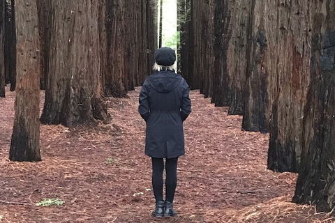 Half-Day Biking Activity From Aqueduct To California Redwoods - Holiday Great Ocean Road 0