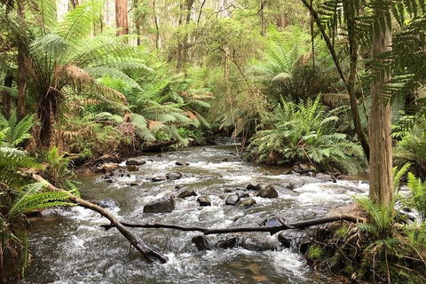 Half-Day Biking Activity From Aqueduct To California Redwoods - Holiday Great Ocean Road 3
